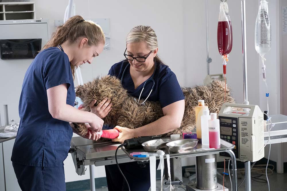 两个学生在兽医护理环境中包裹狗的腿